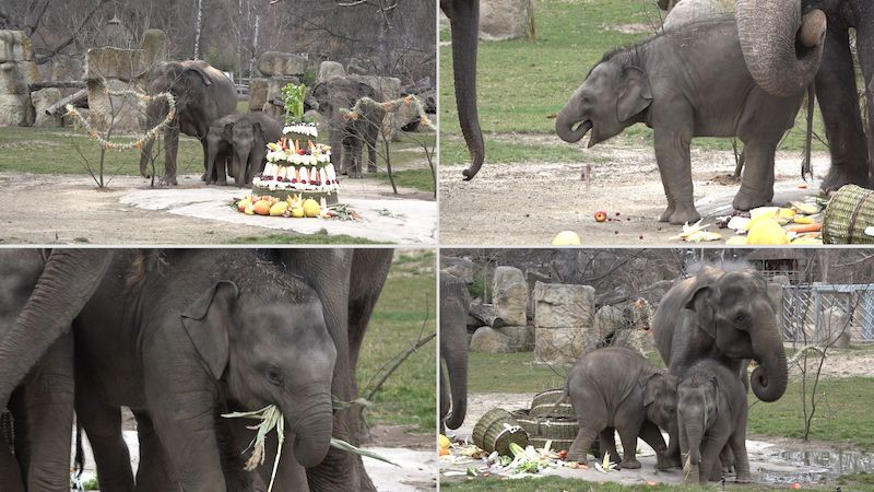 Sloní samička Lakuna oslavila v Praze první narozeniny. Pochutnala si na třípatrovém dortu